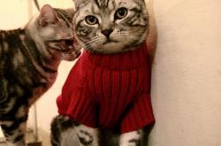 开云下载-独行侠鏖战热火，哈利伯顿稳定输出不掉线