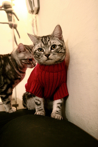 独行侠鏖战热火,哈利伯顿稳定输出不掉线