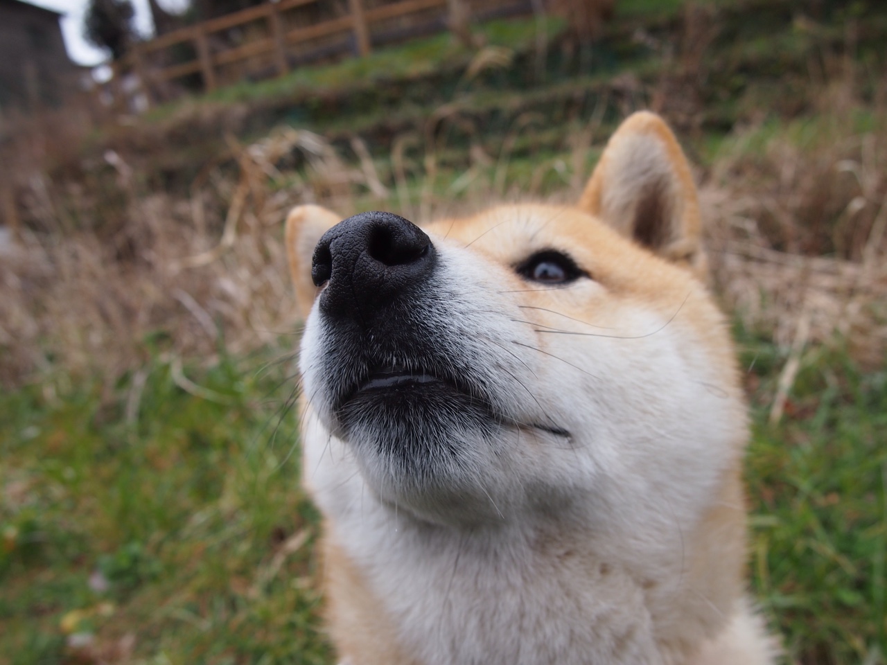 世界排名争夺战焦点战,步行者一波流带走爵士,东部格局再起波澜